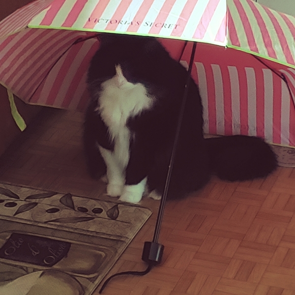 Other - It was a rainy day🐈☔💦